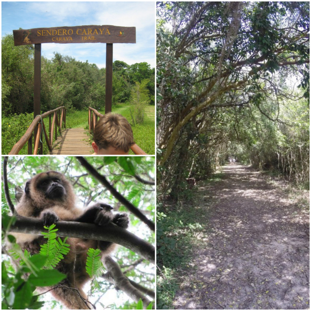 Ibera Caraya Collage