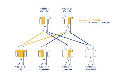 Cystic fibrosis what-causes-CF(457x300)
